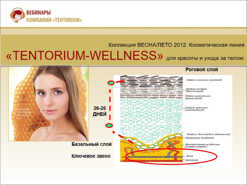 Коллекция ВЕСНА/ЛЕТО 2012. Косметическая линия «TENTORIUM-WELLNESS» для красоты и ухода за телом:  